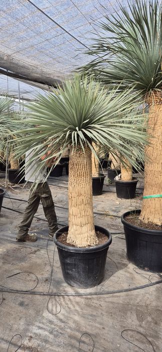 Yucca rostrata.  Palma mrozoodporna.  Juka. Trachycarpus fortunei