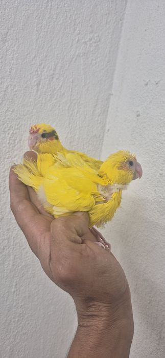 Kakarikis domesticados