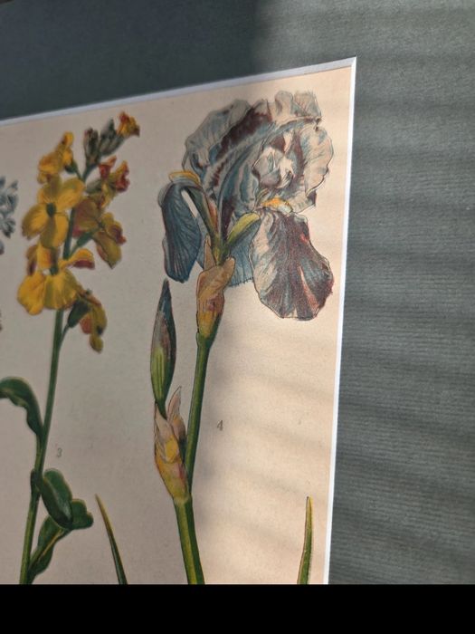 Litografia z początku XX wieku