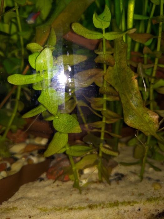 Bacopa 1 sztuka około 15 cm