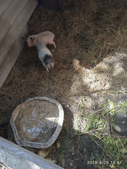 Продаются поросята вьетнамские !