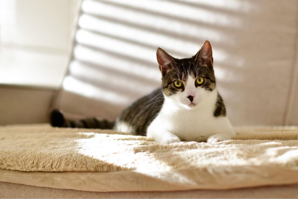 6 miesięczny kotek do adopcji