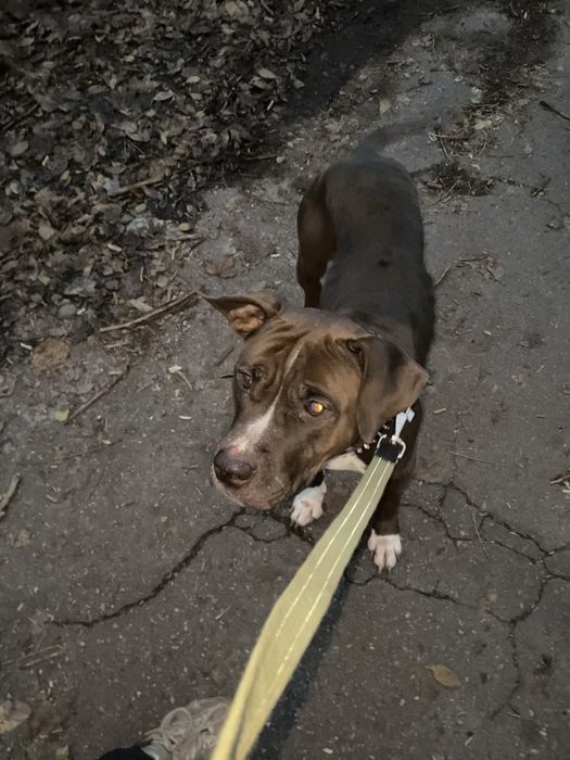 Стафф стаффорд с документами КСУ