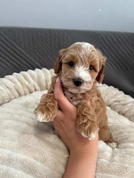 Sprzedam suczke maltipoo