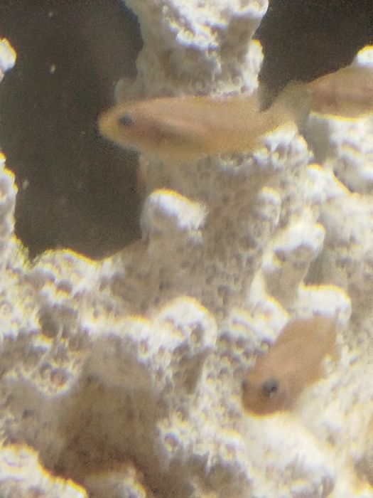 Crias de ciclídeos do lado maulay