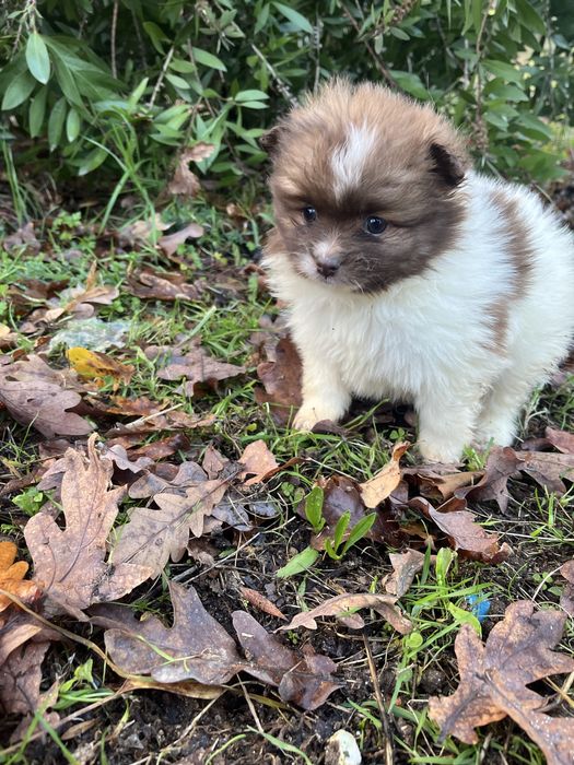 Menina spitz alemao anao