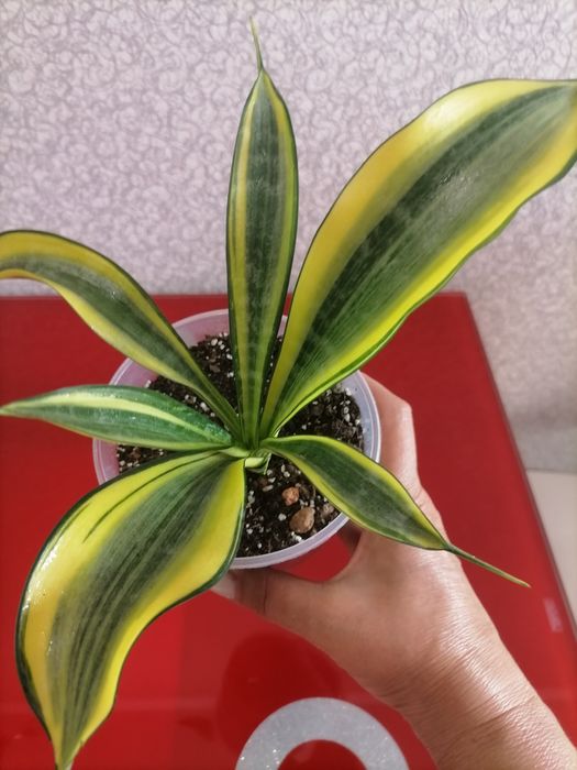 Сансевієрія Голден Баннер