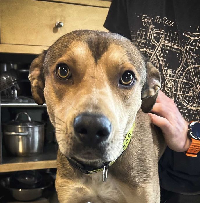 Młody i uroczy Ciastek szuka domu (pies do adopcji)