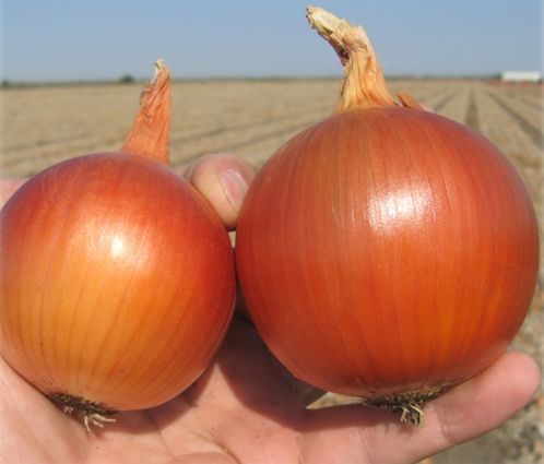 Насіння цибулі МАНАС F1 250000шт MANAS  F1 Семена лука