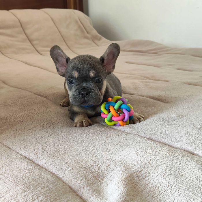 Filhote de cachorro Buldogue Francês