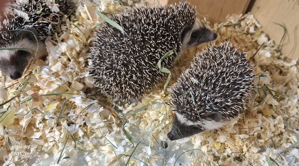 Jeż jeże pigmejskie młode samiczki .