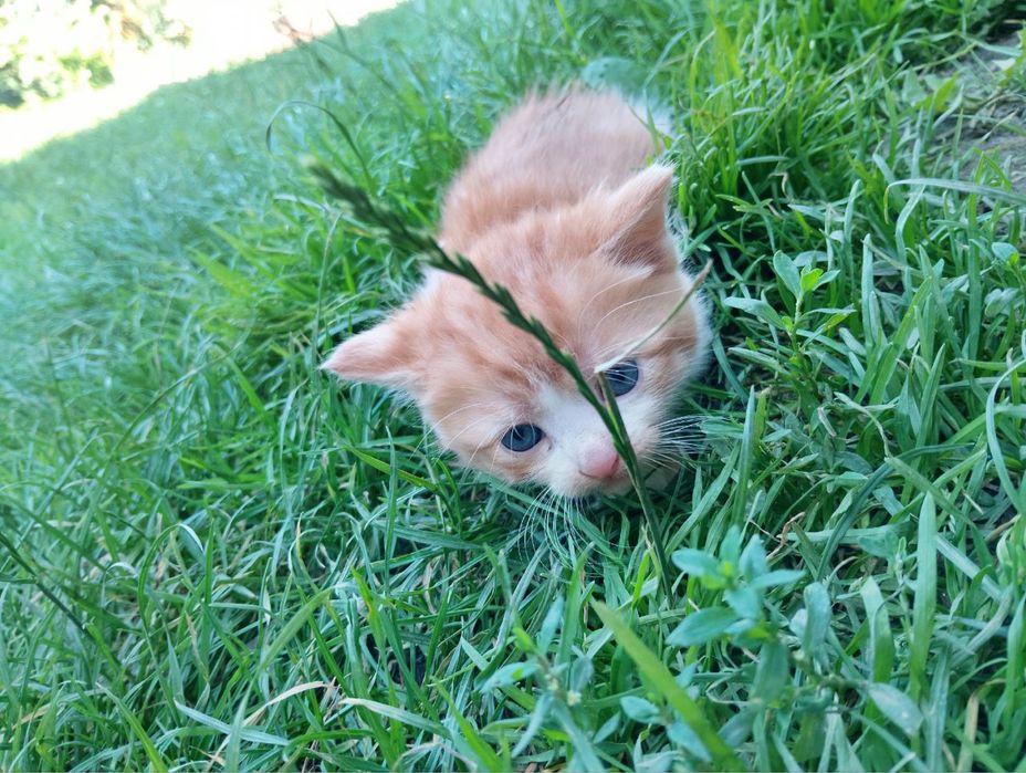 ТЕРМІНОВО! Віддам в добрі руки!ХЛОПЧИКИ