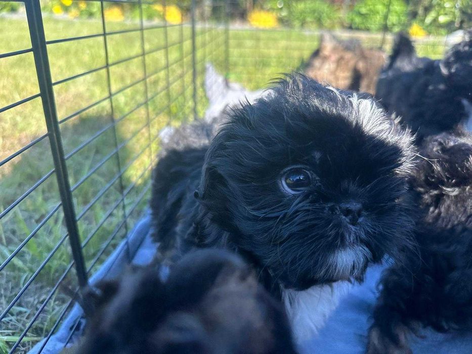 Śliczny piesek rasy shih tzu