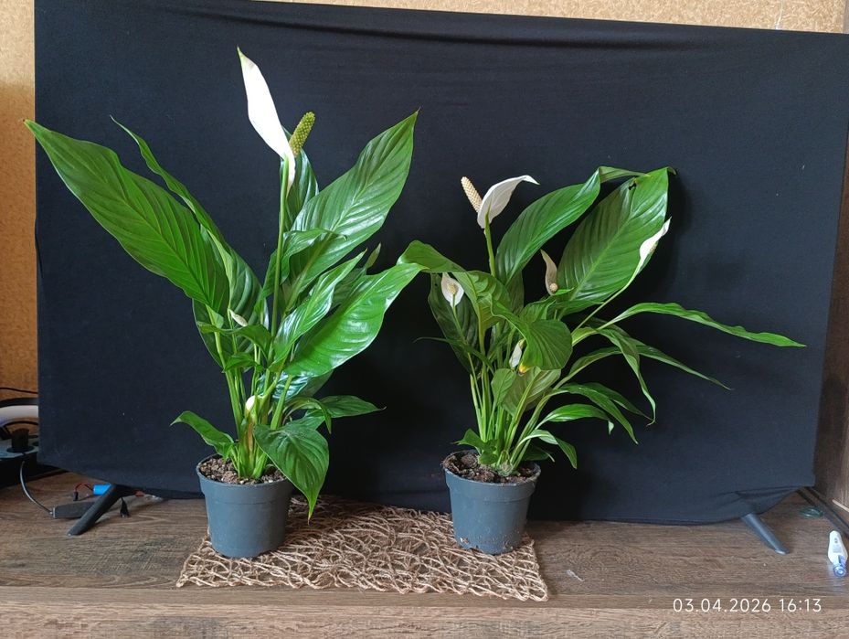 спатіфілум - жіноче щастя