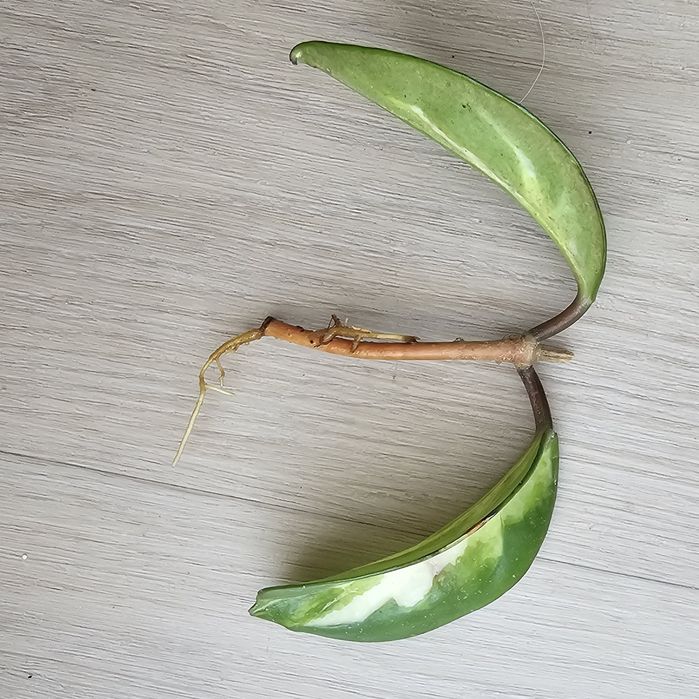 Hoja carnosa tricolor
