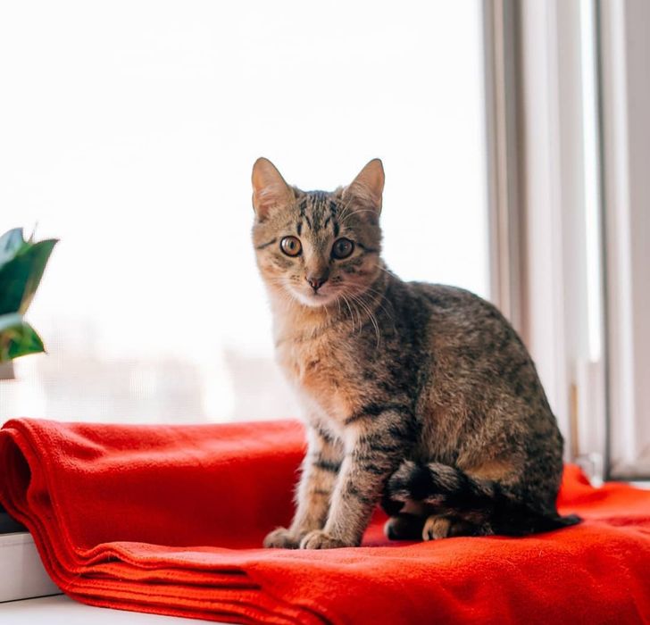 Котенок в хорошие руки