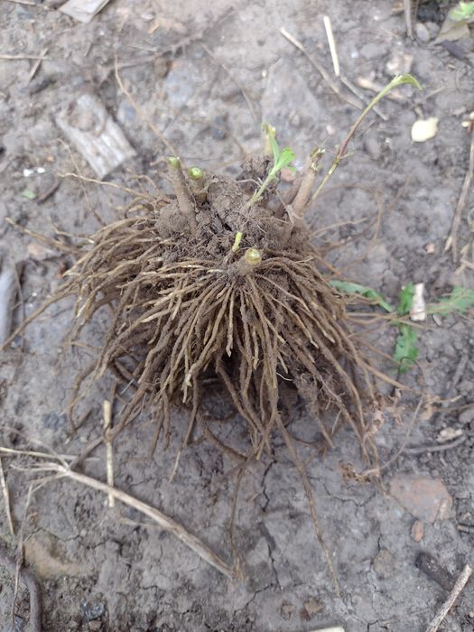 Стевія(кореневище)