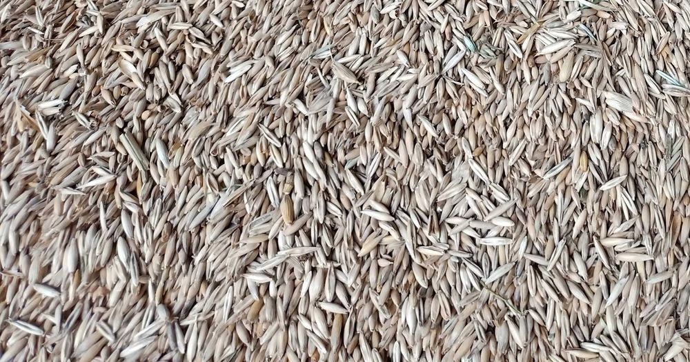 Продам пшеницю та овес