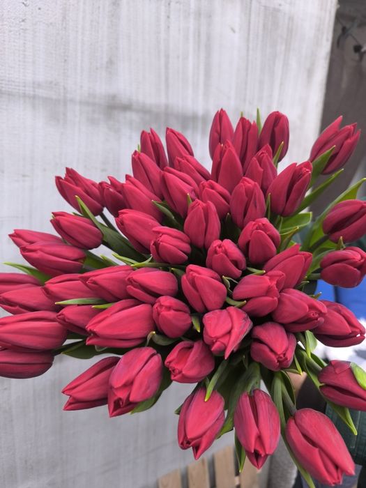 Тюльпани / Тюльпани опт/ / Тюльпани роздріб/ Тюльпаны опт