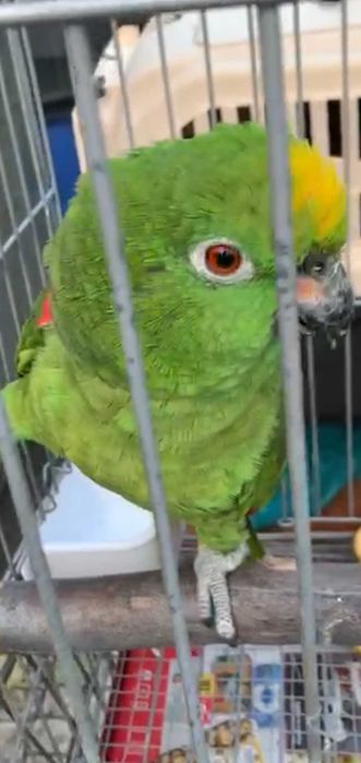 Amazonas  Ochrocephala casal