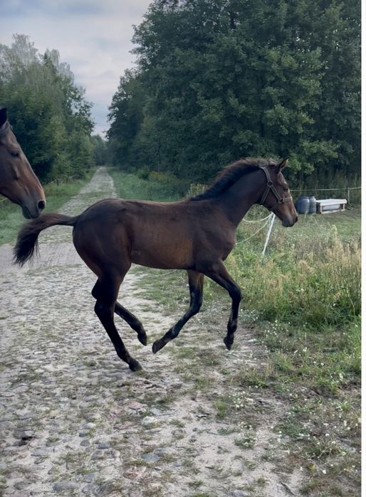 Źrebak ogierek odsadek TANIO Redukcja stada