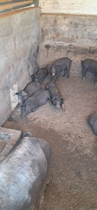 Para venda leitoes,  porco capado e porca