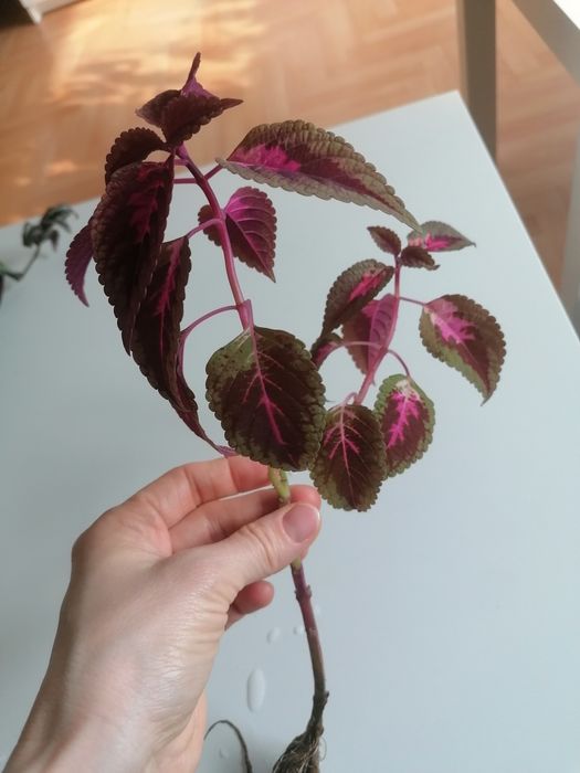 Szczepki koleusów i trzykrotki