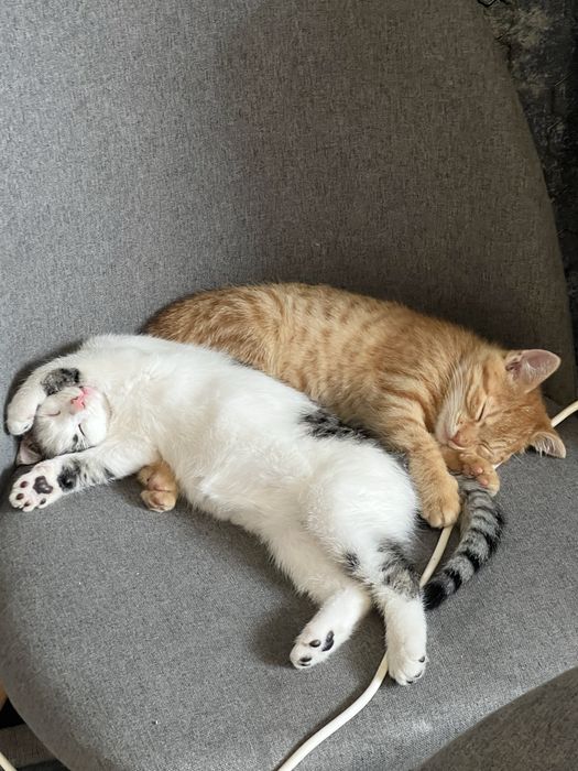 віддам котика ( дівчинака біленька)