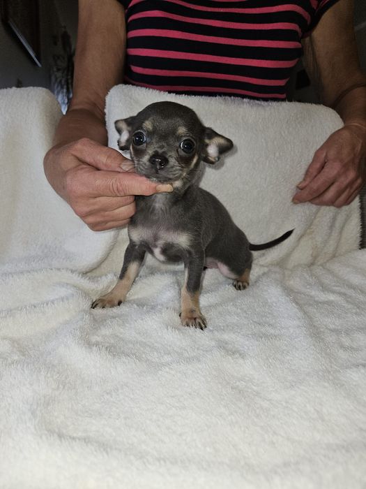 Chihuahua suczka