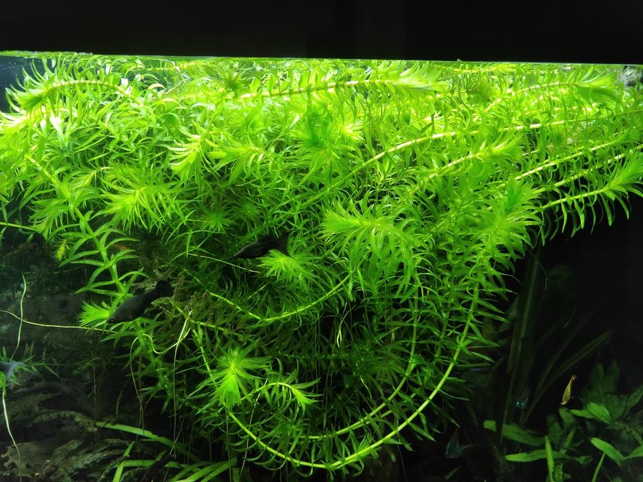 Moczarka argentyńska