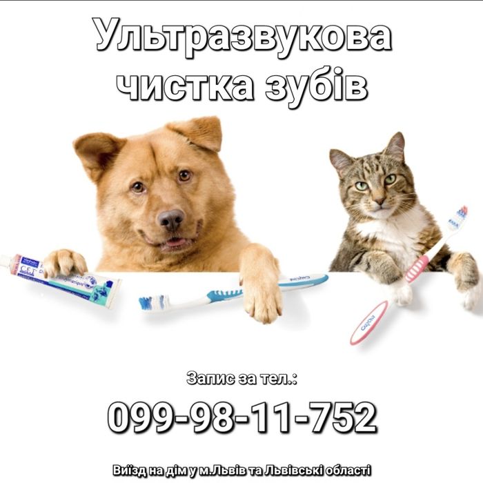 Ультразвукова чистка зубів для тварин