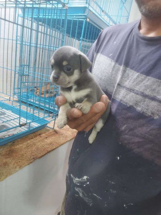 Lindomenino chihuahua