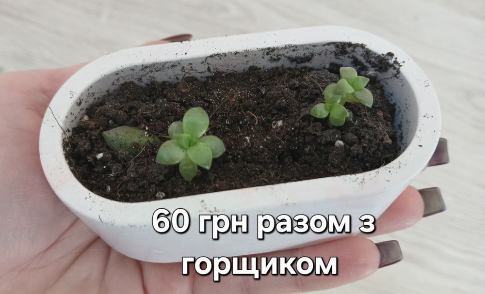 Літопси, сукуленти