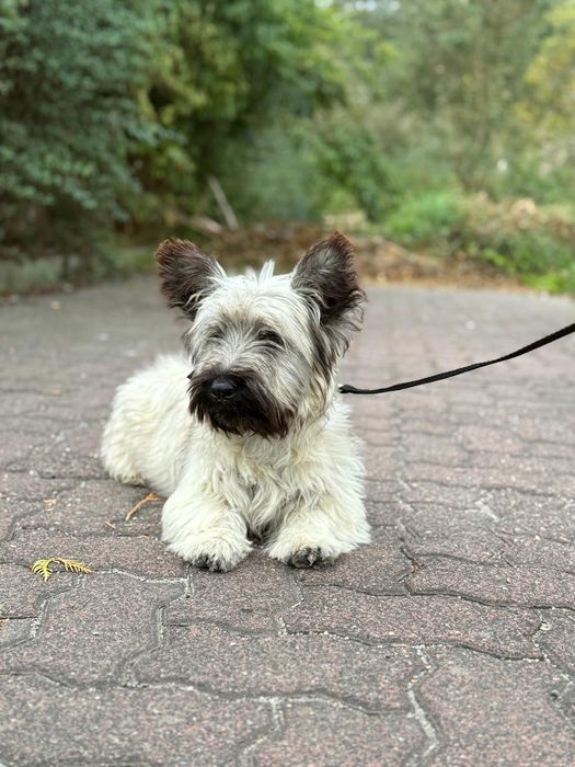 Skye Terrier kremowy piesek ZKwP/FCI