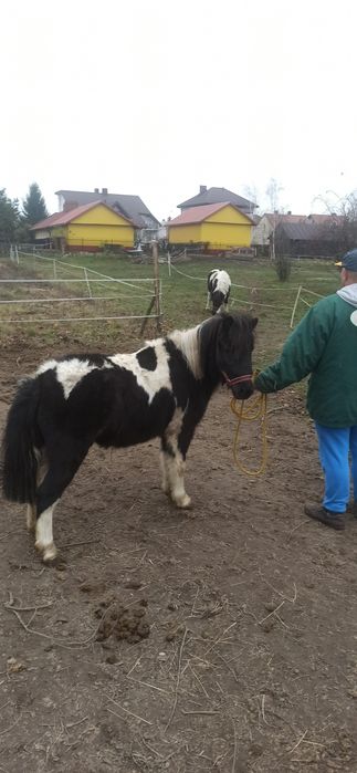 Klacze kucyki Szetlandy