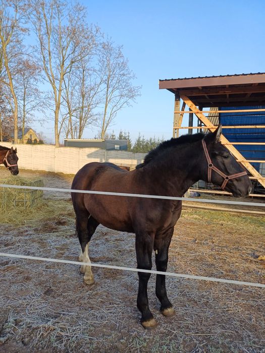 Źróbek zimnokrwisty