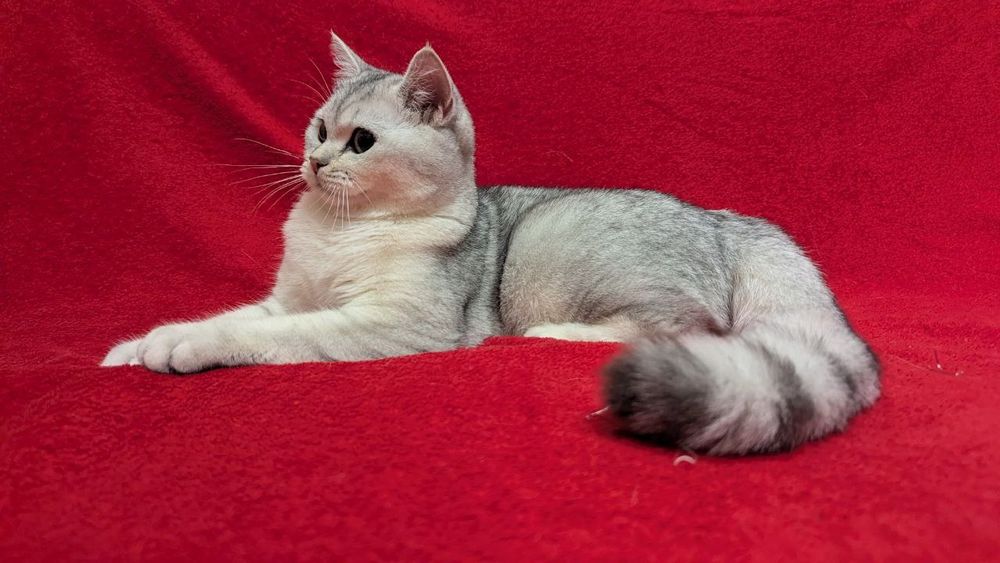 Дівчинка. Срібляста шиншилла . Купити в Київі в Україні