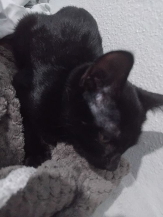 Mini pantera Adoção