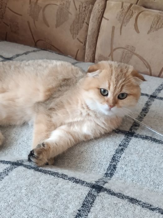 Золотий симпатяга вільний