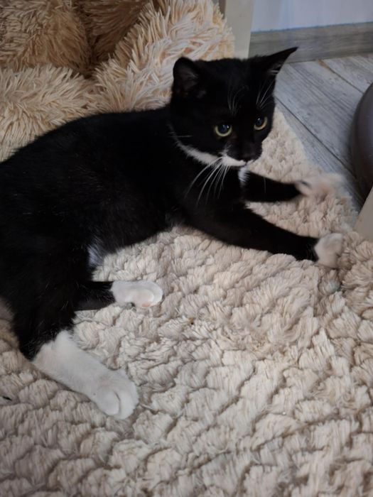 Mały kociak z mrozów