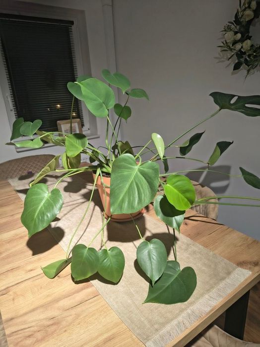 Kwiat Monstera oddam