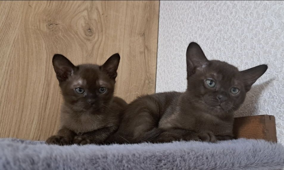 Європейська бурма. Соболиний окрас.