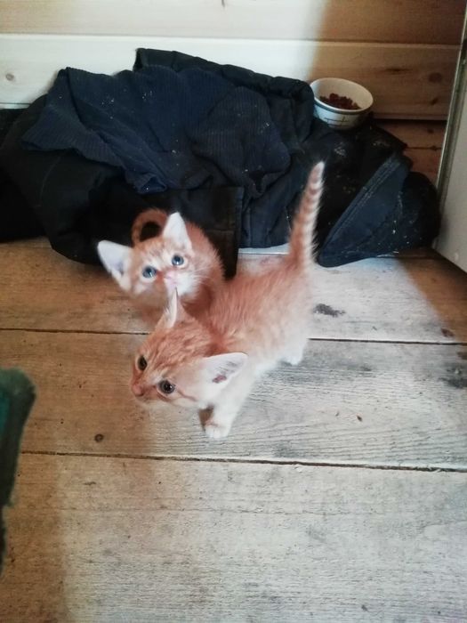 Котята 5 месяцев Ухоженные домашние