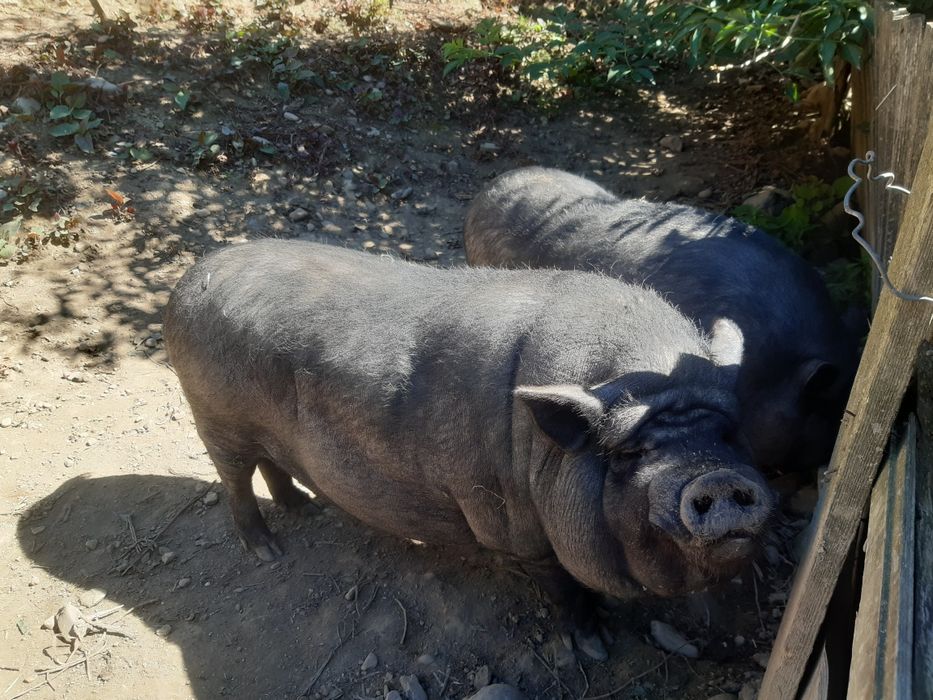 Поросята вєтнамці