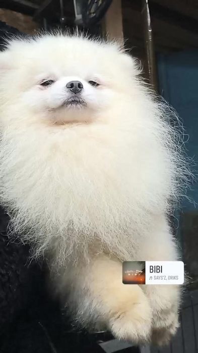 Spitz anao/lulu da pomerania mini