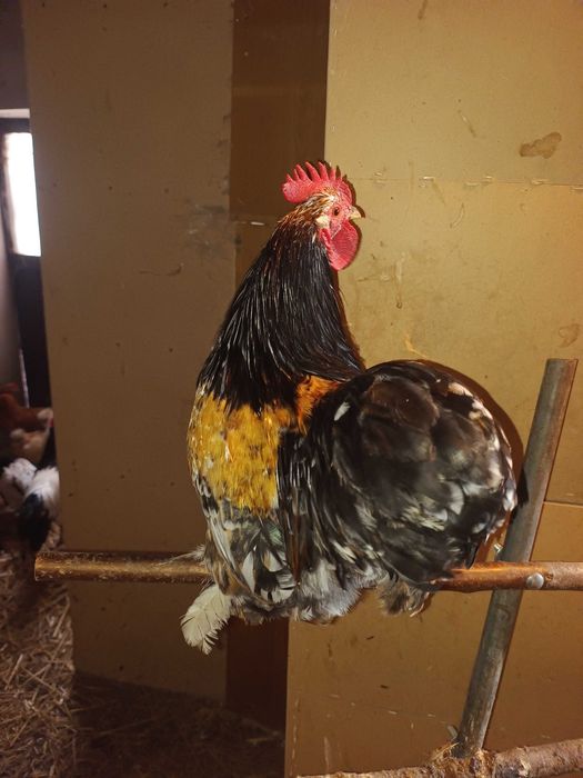 sprzedam kogutki kochin, silka