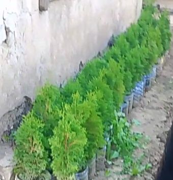 Продам туи.Размеры разные.Звоните,обсудим.