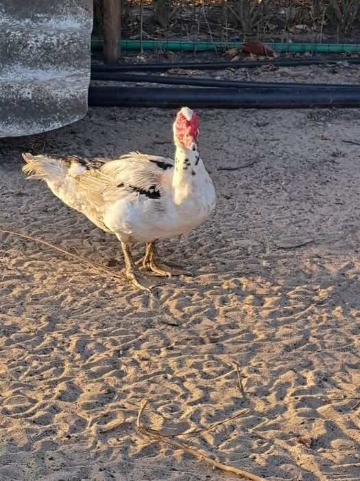 Patos mudos para venda