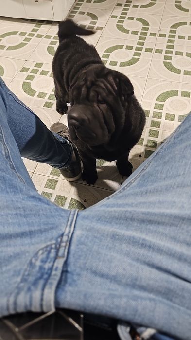 Procura nova família  Sharpei