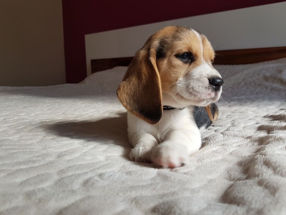 Suczka  Beagle- ZkwP/FCI *Po  Grand Championach* DNA ,Badania